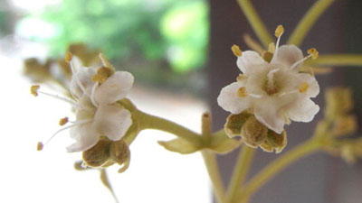 Tectona flowers (цветы тика, Лаос)