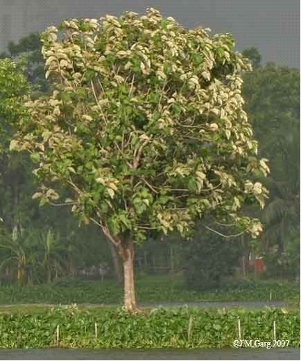 Тиковое дерево. Tectona grandis