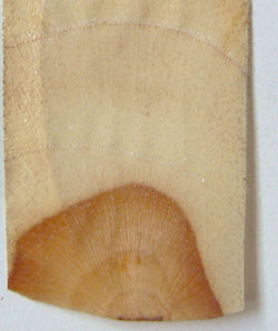 Древесина тика устойчива к действию термитов (фото с французского сайта фармацевтической библиотеки, ссылка в конце)