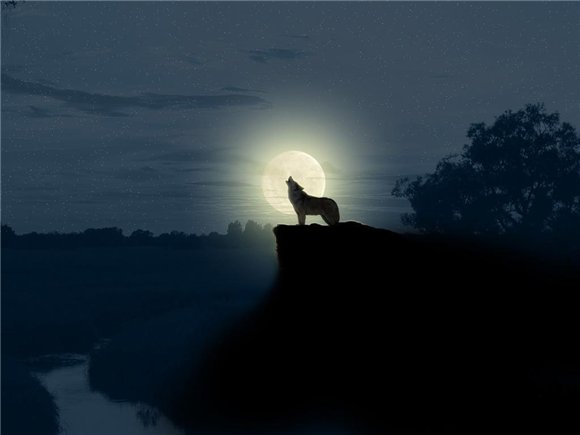 Воющий на Луну одинокий волк